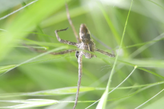 Pisaura mirabilis - csodáspók Pisaura mirabilis - csodáspók