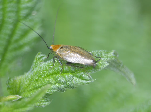 Blattodea - Csótányok Blattodea - Csótányok