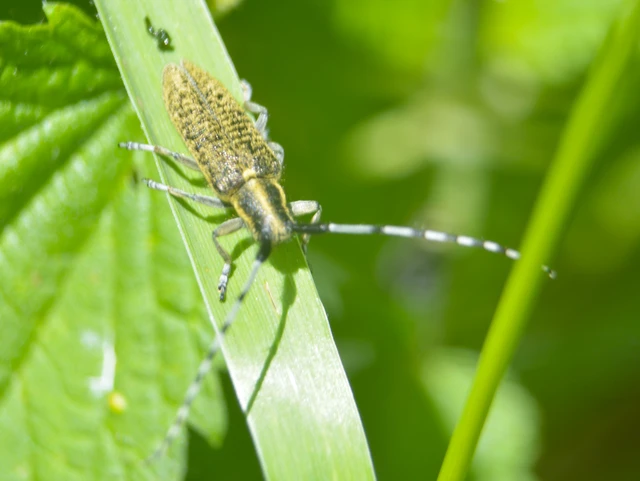 Agapanthia villosoviridescens - fehérgyűrűs bogáncscincér