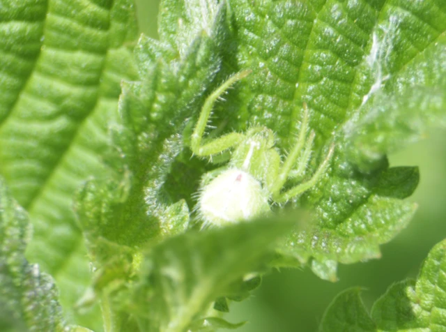 Heriaeus