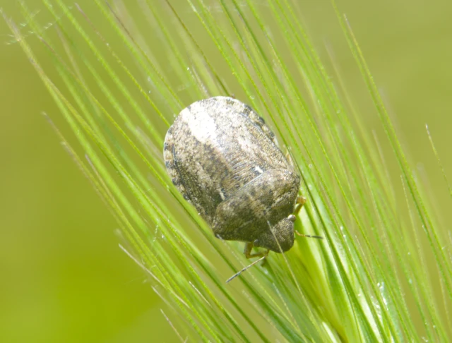 Eurygaster Eurygaster
