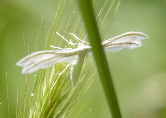 Pterophorus pentadactyla - fehér tollasmoly