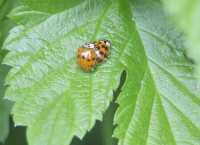 Harmonia axyridis - harlekinkatica