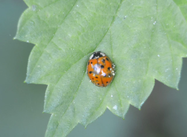 Harmonia axyridis - harlekinkatica