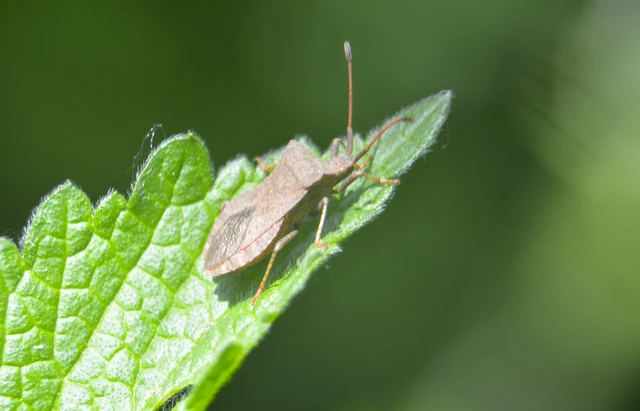 Coreus marginatus - közönséges karimáspoloska