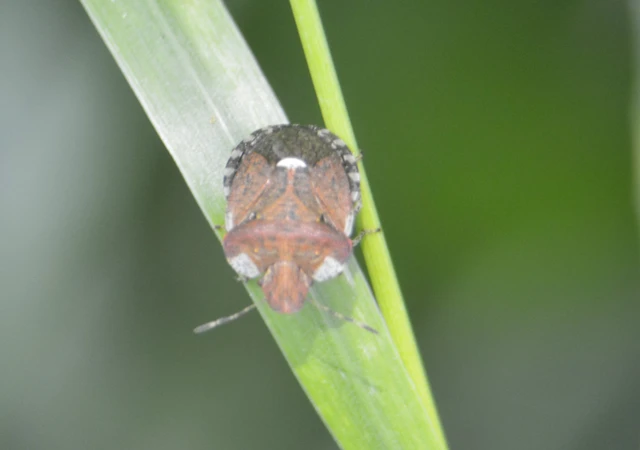 Dyroderes umbraculatus Dyroderes umbraculatus
