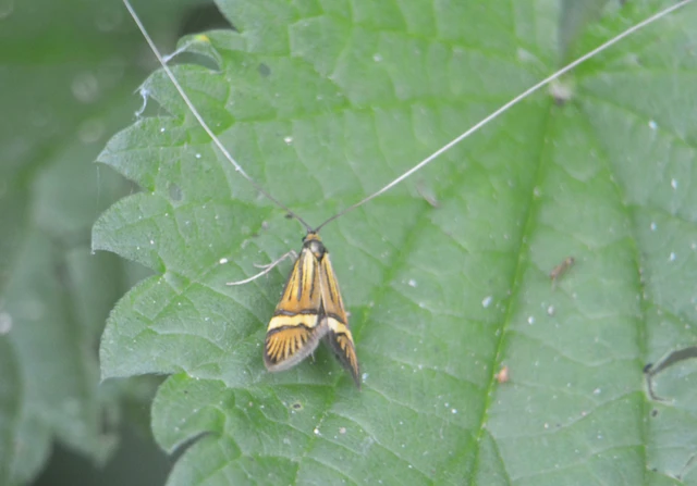 Nemophora degeerella - pompás tőrösmoly Nemophora degeerella - pompás tőrösmoly