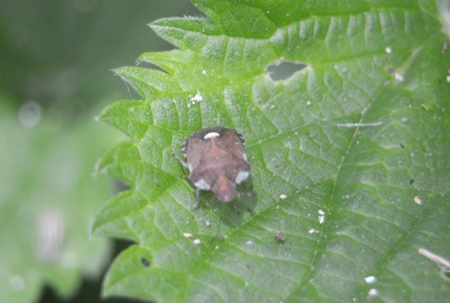 Dyroderes umbraculatus Dyroderes umbraculatus