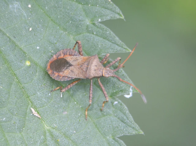 Coreus marginatus - közönséges karimáspoloska