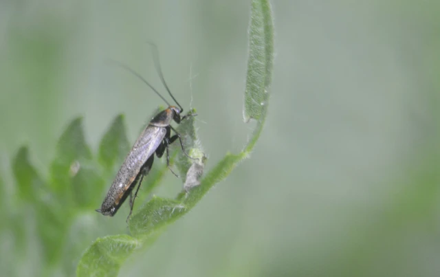 Blattodea - Csótányok Blattodea - Csótányok