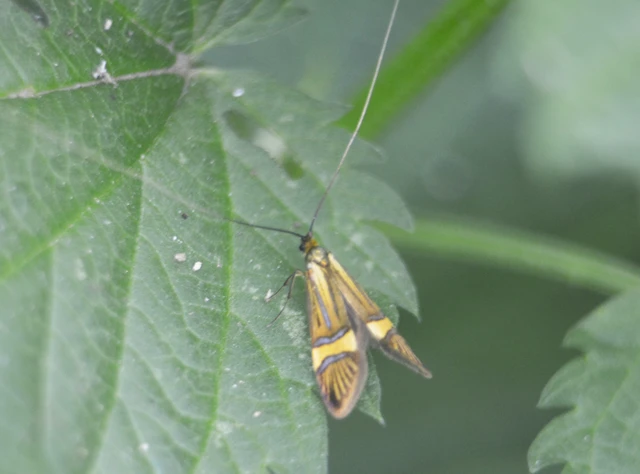 Nemophora degeerella - pompás tőrösmoly Nemophora degeerella - pompás tőrösmoly