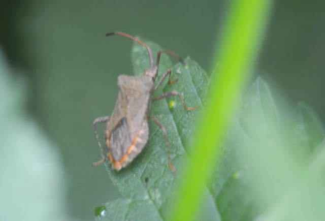 Coreus marginatus - közönséges karimáspoloska