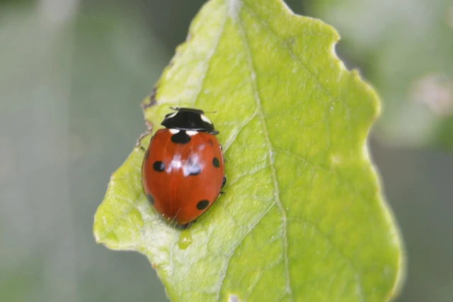 Coccinella septempunctata - hétpettyes katica