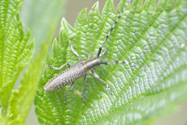 Agapanthia villosoviridescens - fehérgyűrűs bogáncscincér