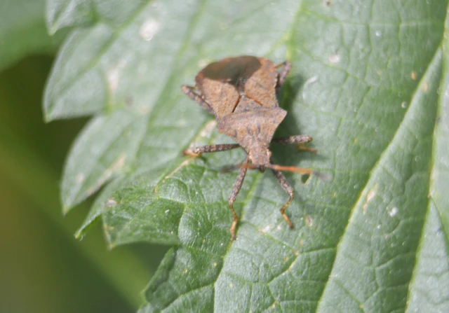 Coreidae - karimáspoloskák