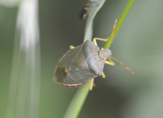 Palomena prasina - zöld bogyómászó-poloska Palomena prasina - zöld bogyómászó-poloska