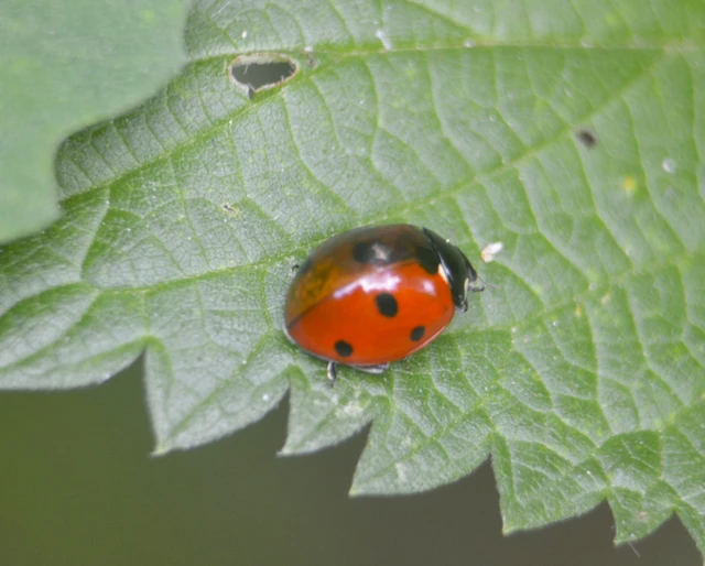 Coccinella septempunctata - hétpettyes katica