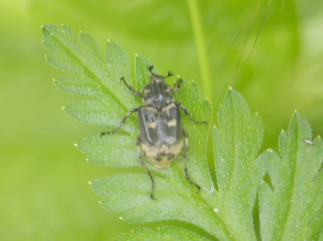 Valgus hemipterus - suta virágbogár