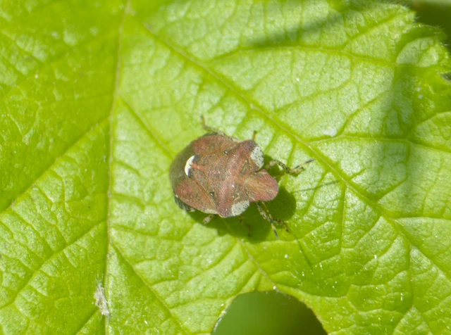 Dyroderes umbraculatus Dyroderes umbraculatus
