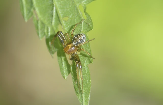 Xysticus