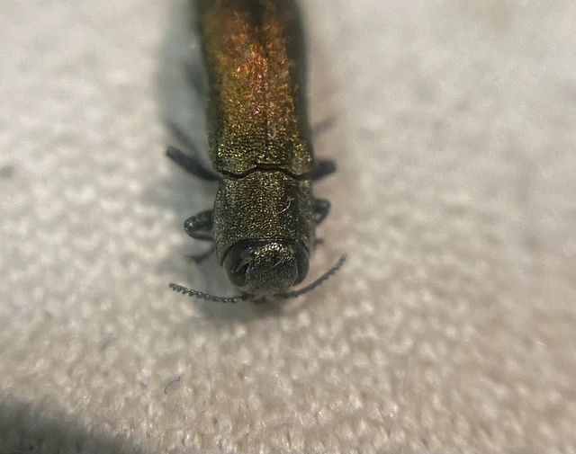 Agrilus suvorovi - nyárfa-karcsúdíszbogár