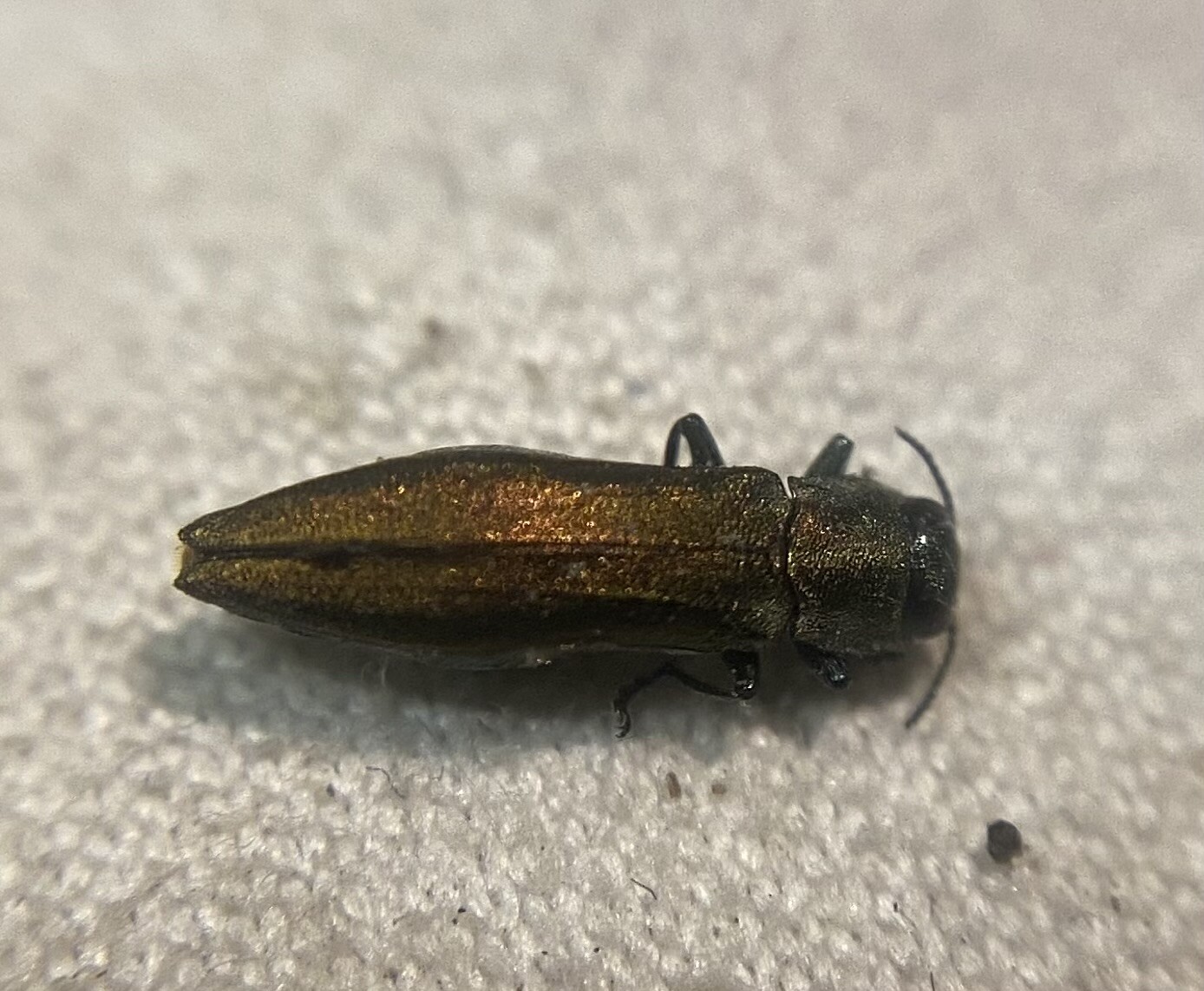 Agrilus suvorovi - nyárfa-karcsúdíszbogár