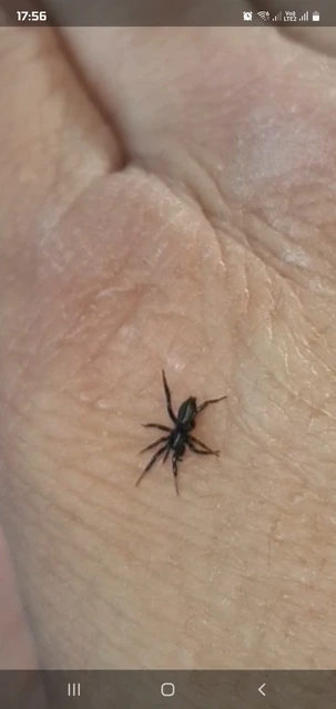 Gnaphosidae - kövipókok