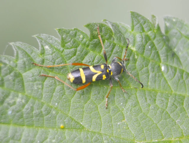 Clytus arietis - közönséges darázscincér