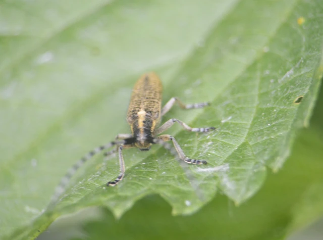 Agapanthia villosoviridescens - fehérgyűrűs bogáncscincér