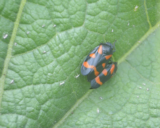 Cercopis arcuata/sanguinolenta