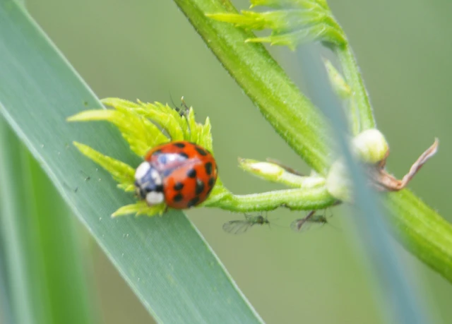 Harmonia axyridis - harlekinkatica