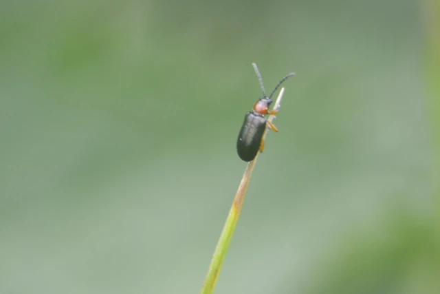 Oulema melanopus/duftschmidi