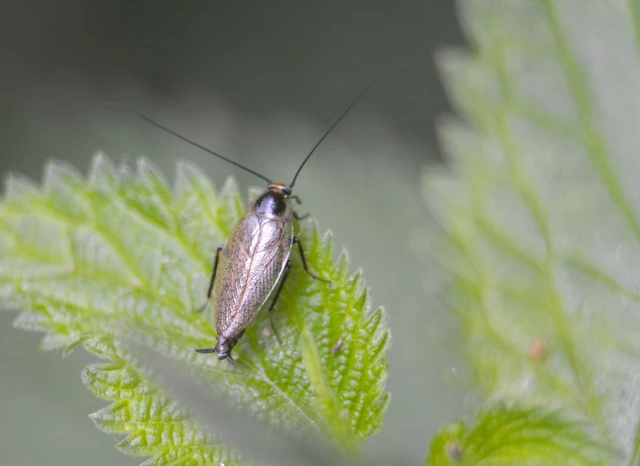 Blattodea - Csótányok Blattodea - Csótányok