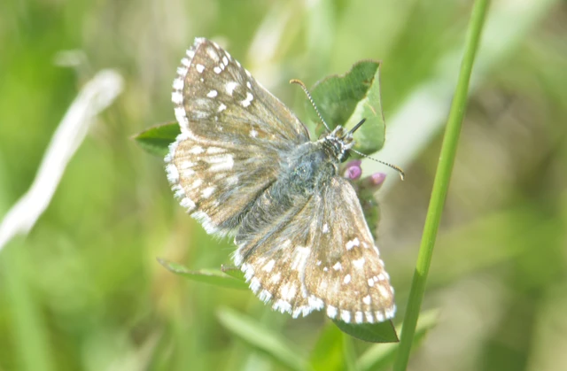Pyrgus armoricanus - feles busalepke
