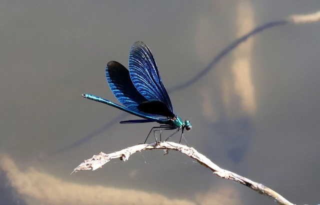 Calopteryx virgo - kisasszony-szitakötő