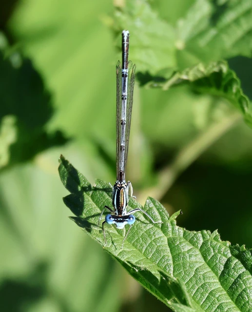 Platycnemis pennipes - széleslábú szitakötő