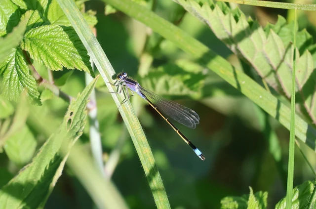 Ischnura elegans pontica - kéköves légivadász