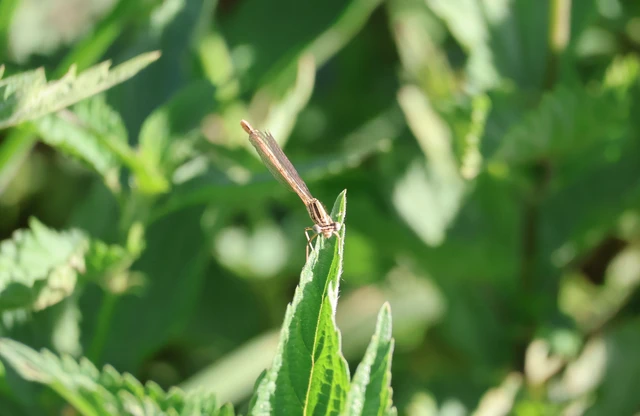 Platycnemis pennipes - széleslábú szitakötő