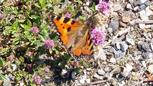 Nymphalis urticae - kis rókalepke Nymphalis urticae - kis rókalepke