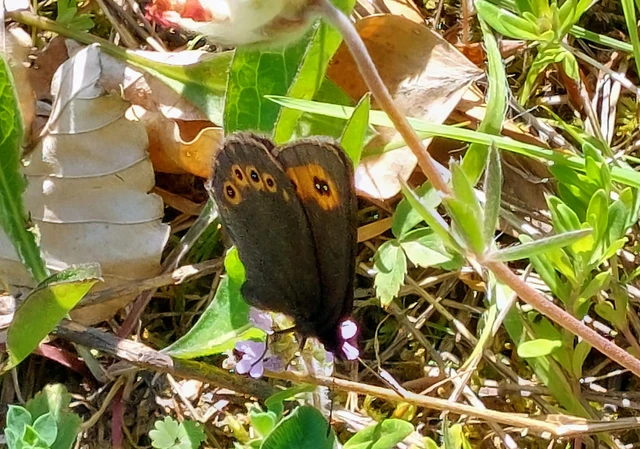 Erebia medusa - tavaszi szerecsenlepke