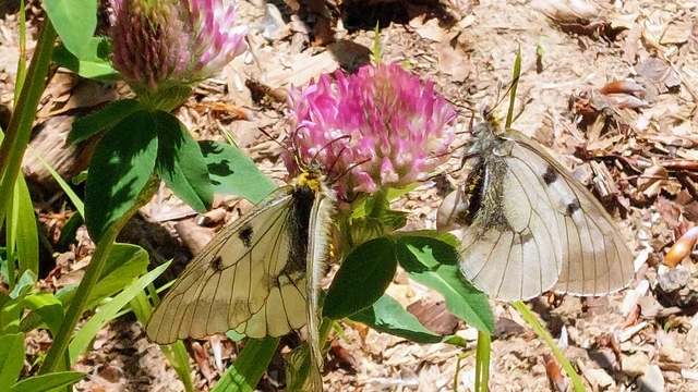 Parnassius mnemosyne - kis apollólepke