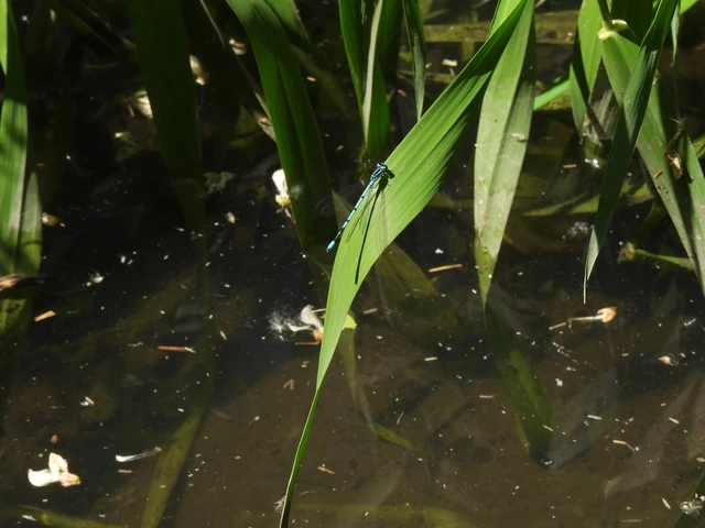 Coenagrion puella - azúrkék légivadász