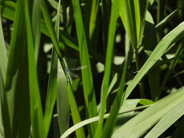 Coenagrion ornatum - díszes légivadász