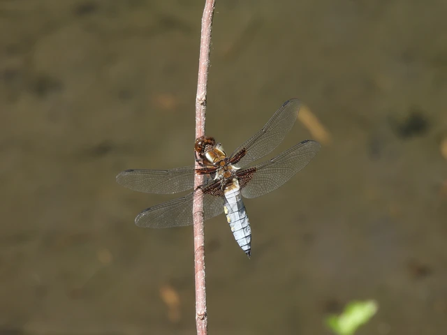 Libellula depressa - széles laposacsa