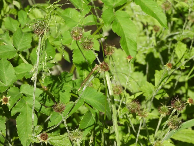 Platycnemis pennipes - széleslábú szitakötő