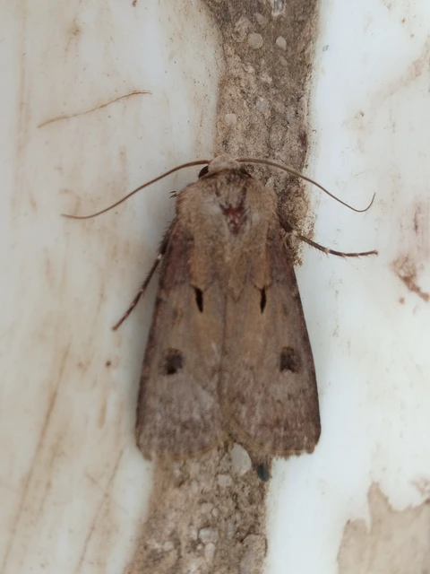 Agrotis exclamationis - felkiáltójeles földibagoly Agrotis exclamationis - felkiáltójeles földibagoly