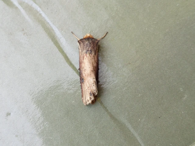 Axylia putris - vonalkás földibagoly
