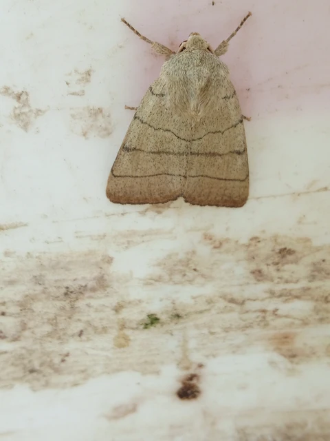 Charanyca trigrammica - háromsávos lombbagoly