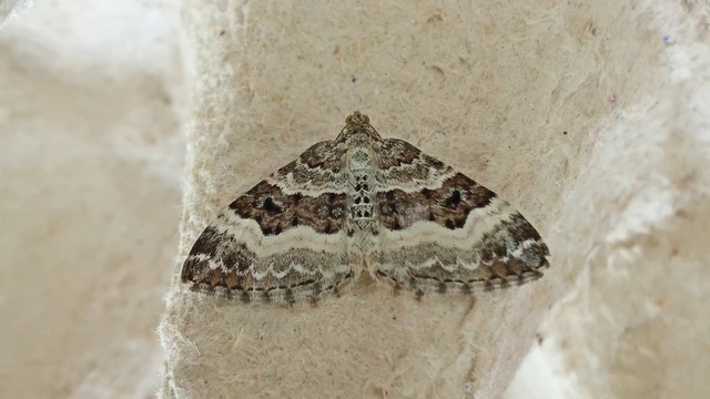 Epirrhoe alternata - galaj-tarkaaraszoló