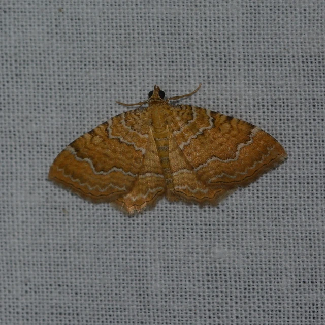 Camptogramma bilineata - kétvonalas sávosaraszoló